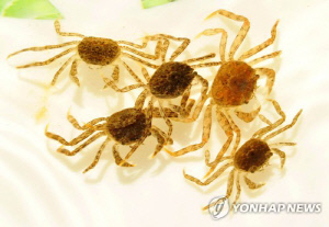 낙동강 하구 기수생태계에 어린 동남참게 5만마리 방류