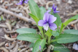 씨앗 하나씩 튕겨내는 제비꽃 번식 비밀…국내 연구진이 풀었다