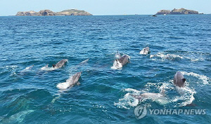 [줌in제주] 쌘돌이에게 법적권리를…제주 남방큰돌고래 생태법인화 이뤄질까