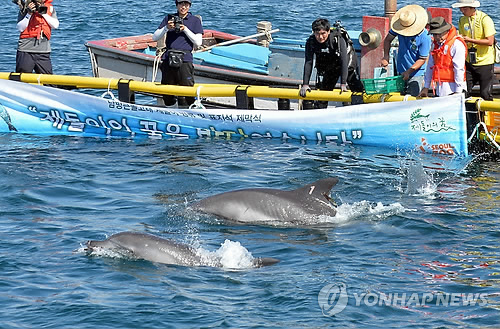 (제주=연합뉴스) 불법 포획돼 서울과 제주의 수족관에서 공연에 동원됐던 국제보호종 남방큰돌고래 '제돌이'와 '춘삼이'가 지난 2013년 7월 18일 제주시 구좌읍 김녕리 앞바다에 있는 가두리에서 나가기 전 마지막 모습을 보여주고 있다. 앞쪽이 '춘삼이'고 등지느러미에 '1'이 찍힌 것이 '제돌이'이다. [연합뉴스 자료사진]