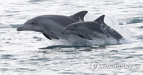 [연합뉴스 자료사진]
