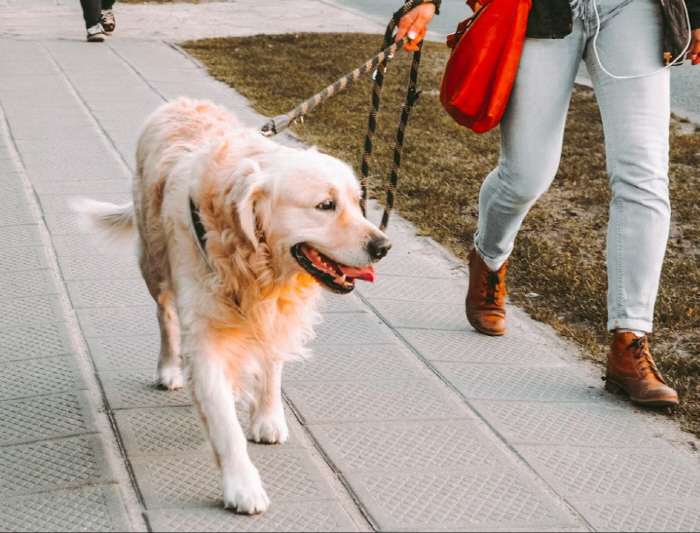 'We Rent Out Puppies for 10 an Hour'...Pet Dog Rental Platform Sparks Controversy