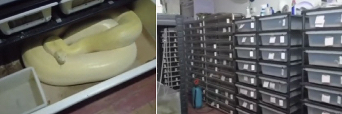 'Why Is the Electricity Bill So High?' Shock as 300 Pythons Found Writhing in an Apartment