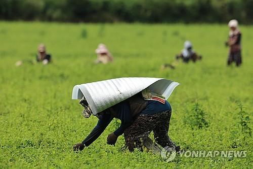 2025년 9월2일 오전 제주 서귀포시 표선면 가시리의 한 밭에서 농민이 은박발포지를 둘러메고 제초 작업을 하고 있다. [연합뉴스 자료사진]