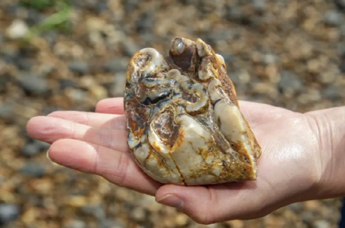 'I Thought It Was a Stone...' Boy Who Loves Elephants Finds 1.8-Million-Year-Old Elephant Tooth