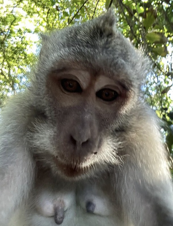 'Did It Get a Better Selfie Angle?' Monkey Steals Phone and Takes Selfies, Leaving People Stunned