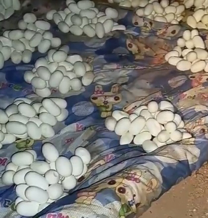 Hundreds of Snake Eggs Found Piled Up in Home After 6 Months Away, Leaving Man Stunned