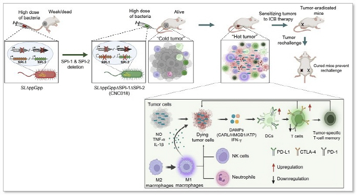 Next-Generation Anti-Cancer Salmonella Strain Developed New Immune Mechanism That Prevents T Cell Exhaustion in Cancer Attack Identified for the First Time