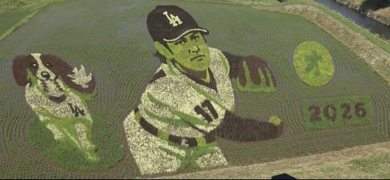 Shohei Ohtani Drawn in Rice Fields... Oshu City's 'Rice Paddy Art' Is a Sight to See