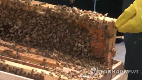 동두천 양봉장서 벌통 구경하던 60대 벌에 쏘여 숨져