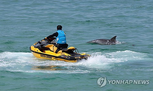 사람과 친해진 나홀로 돌고래 '안목이'…정부, 구조작업 착수
