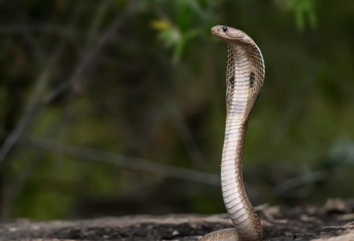 'She Tried to Suck Out the Cobra Venom...' Wife Poisoned While Trying to Save Her Husband