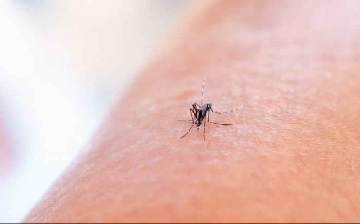 'Why Do Mosquitoes Always Bite Me?' It Was Because of This