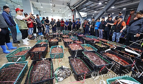 봄꽃게 작년보다 135% 늘었지만 '기저효과'…연평도 어민 '한숨'