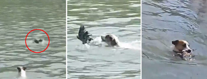 Pregnant Pet Dog Rescues Bird Fallen Into River... 'Motherly Love Transcends Species'
