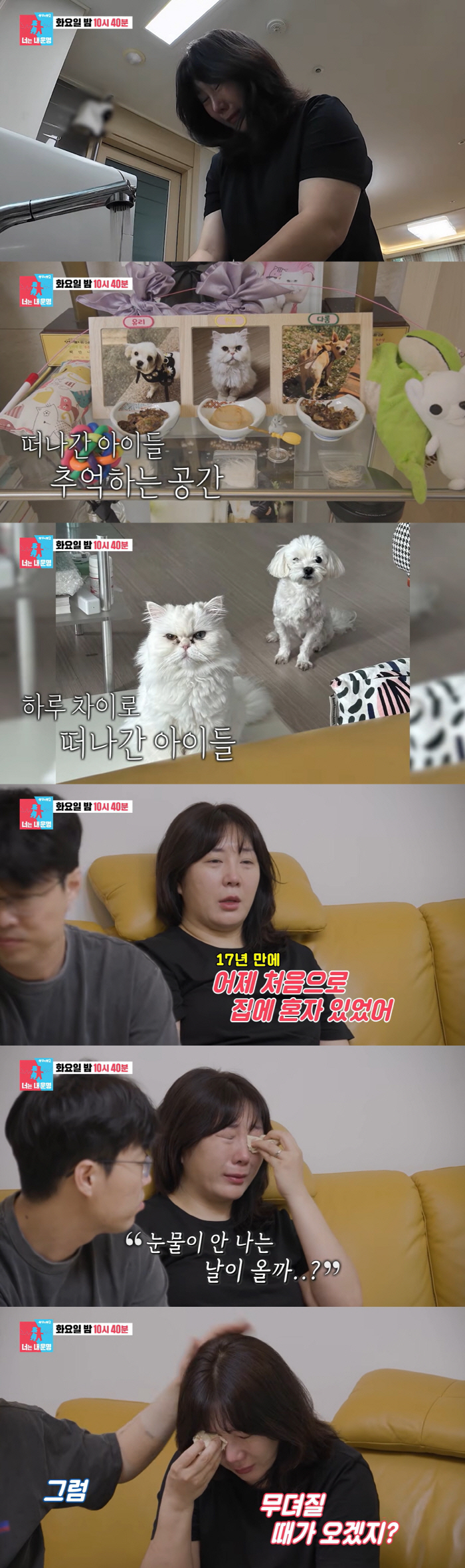 허안나, 하루 차로 반려견·반려묘 떠나보냈다..."17년 만에 혼자 있는 집"('동상이몽2')