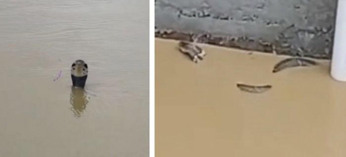 'Poking Their Heads Out of the Water'... Floods Trigger Emergency as 900 Farmed Snakes Escape