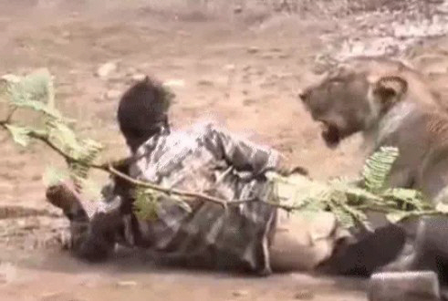 A Man Attacked by a Lion for 30 Minutes Survived by Gently Petting It