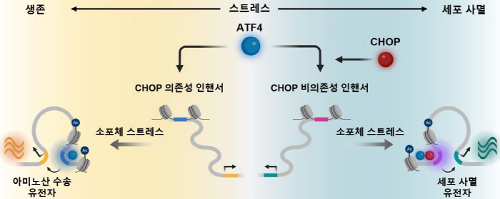 Researchers Identify Gene-Regulation Mechanism Behind Cell Survival or Death Under Stress, Raising Hopes for Cancer and Diabetes Treatments