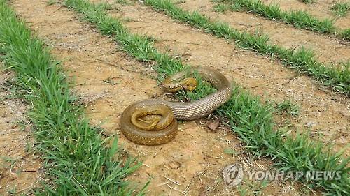 [광주 광산소방서 제공. 재판매 및 DB 금지]
