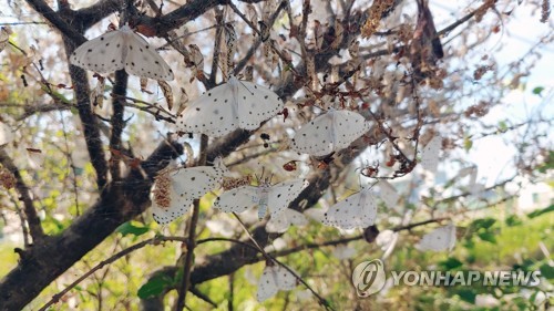 [전국레이더] 러브버그만 문제?…'찜통더위 속 불청객' 벌레와의 전쟁