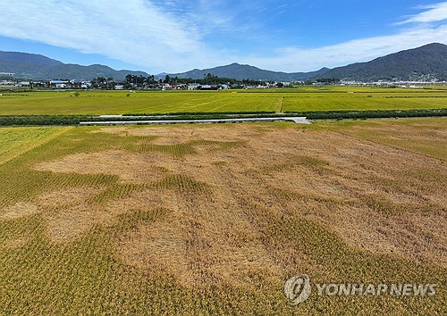 (보성=연합뉴스) 조남수 기자 = 2일 전남 보성군 조성면 간척지에서 해충 벼멸구 피해를 본 벼가 누렇게 변하고 있다. 2024.10.2 iso64@yna.co.kr