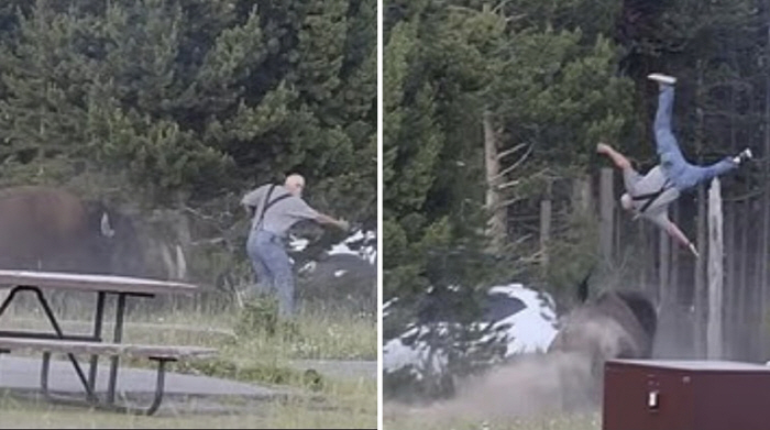 Elderly Man Tossed Into the Air by Bison Attack 'It Was in Breeding Season and Very Aggressive'