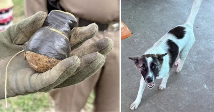 A Rusty Object Brought Home by a Pet Dog Turned Out to Be a Grenade