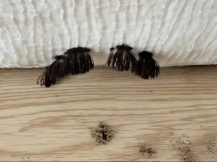 'Black Hair Found Coming Out of the Sofa' Sparks Shock... It Could Have Been a Close Call
