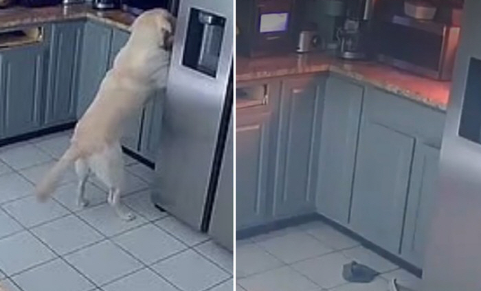 Dog Triggers Kitchen Appliance, Causing Fire Three Pets Die and Damage Reaches 300 Million Won