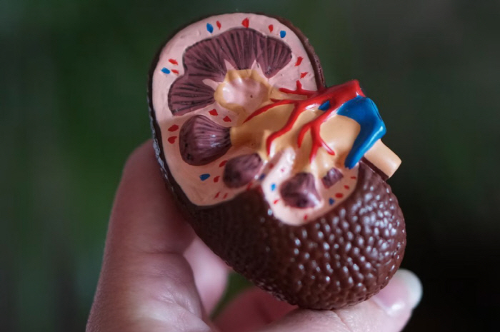 Long-term outcomes may be predicted by changes in 'good cholesterol' after kidney transplant