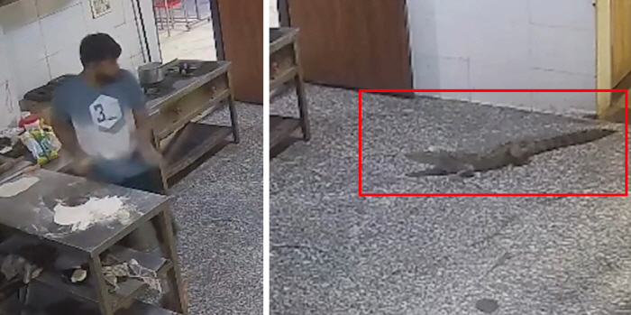 Crocodile 'Struts' Into Dormitory Cafeteria, Sparking Student Evacuation