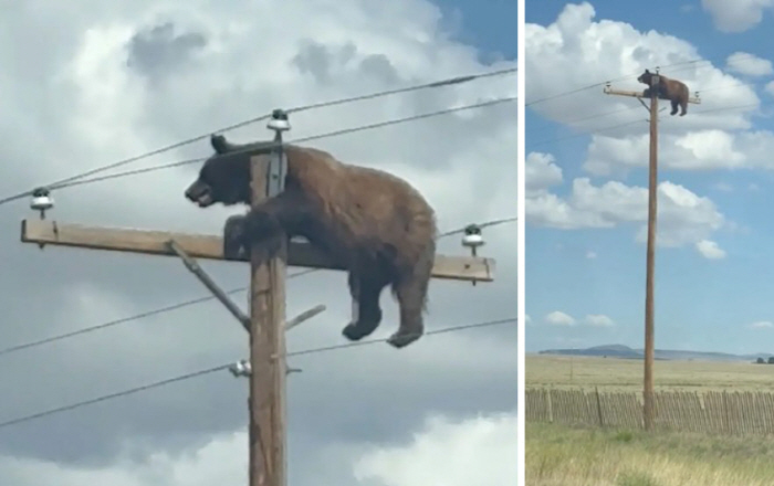 Bear Hanging from the Top of a Utility Pole Ends in Tragedy