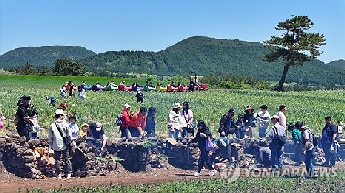 [픽! 제주] 장작불에 구은 대파 맛은…보롬왓 파릇파릇 대파축제