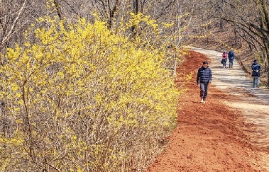 [걷고 싶은 길] 원조 맨발길 계족산 황톳길