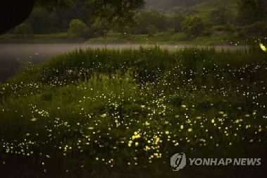 “반딧불이 군무 감상해요” 옥천 안터마을서 축제
