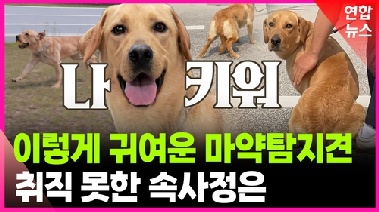 [영상] 사람 무서운 마약탐지견 '미로'…특별한 훈련 방법은?