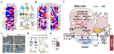 폭음 시 간세포가 면역세포와 '대화'?…알코올성 간질환 핵심 발병 메커니즘 세계 최초 규명