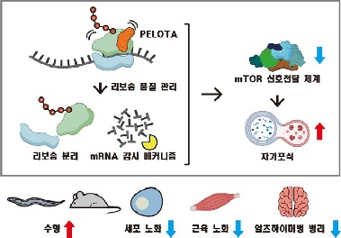 국내 연구진, 노화 조절·장수 유도 핵심 역할 단백질 확인