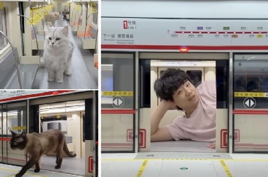 “다음 역은 캣타운역”…실제 같은 '고양이 지하철', 조회수 1억 돌파