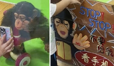 “눈 나빠집니다”…동물원, '영상 중독' 침팬지에 휴대폰 금지령