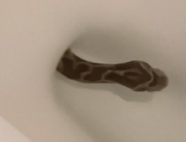 변기 앉았는데 뭔가 '물컹', “바지도 못 입고 도망” 정체는?