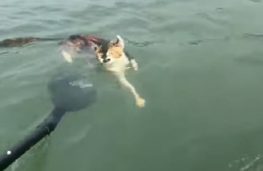 저수지에 고양이 1100마리 방생, 익사 '공분'…“종교 가장한 학대”