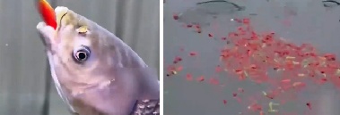 물고기에게 하루 5톤 고추 먹이는 양식장 “맛이 더 좋아”…“마늘만 넣으면 요리?”