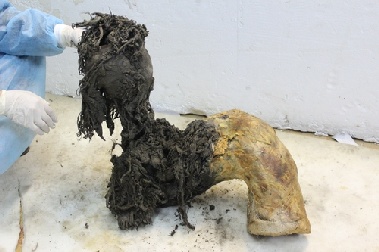 “3만9천년 전 털매머드에서 RNA 추출·염기서열 분석 성공”