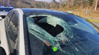 독수리가 고양이 사체 떨어뜨려, 달리던 차량 앞 유리 박살 '황당'