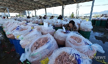 [내일은 못볼지도] 가을폭우에 '추젓 명성' 위협받는 인천 강화 젓새우