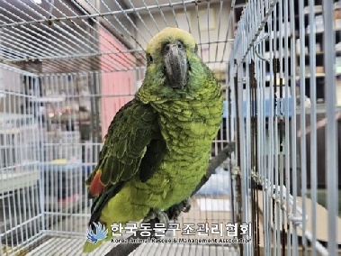 결국 주인 못 만난 '커피홀짝' 앵무새…구조 여드레 만에 죽어