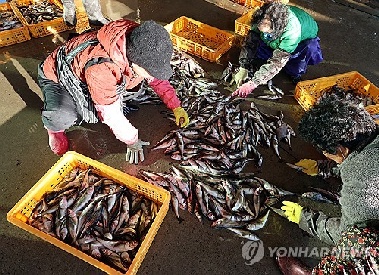 동해안 겨울철 별미 주간 어획량 증가세…'입맛 도는 소식'