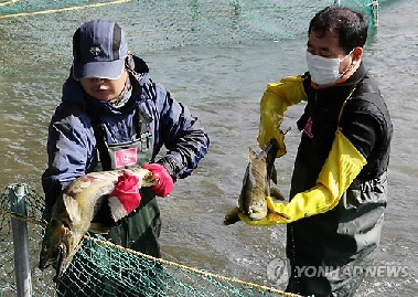 [내일은 못볼지도] 바닷물 온도 오르자 귀해진 태화강 회귀 연어